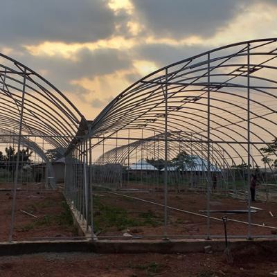 Jasey Farms Sunyani 29c