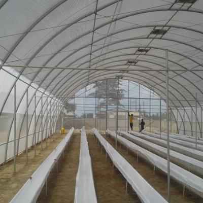 Jasey Farms Sunyani 67c