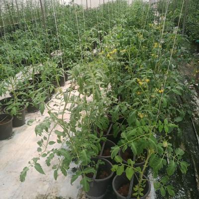 Flourish Farm 19