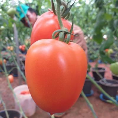 Flourish Farm 21