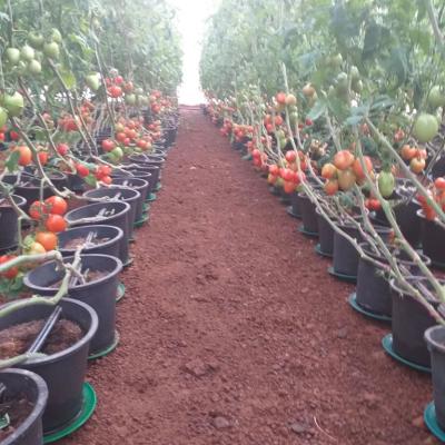 Flourish Farm 24