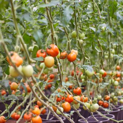 Flourish Farm 26