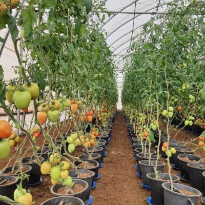 Flourish Farm 29