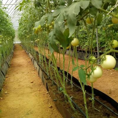 Kartlos Farm Ibadan Nigeria 24