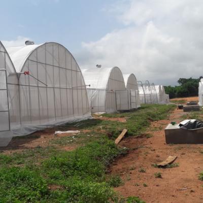 Kartlos Farm Ibadan Nigeria F2b